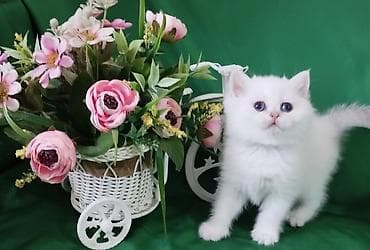 Готовится к продаже девочка, Скоттиш страйт.С документами. Мама