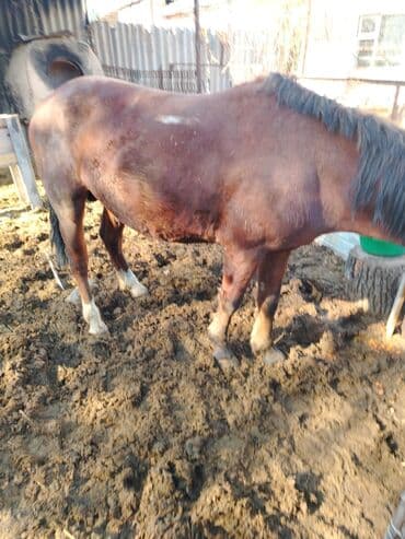 продажа щенков немецкой овчарки в бишкеке с документами: Продаю | Кобыла (самка) | Рабочий — 2