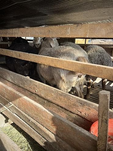 Ветеринар кызматы: Сатам | Бука (эркек) | Бордоп семиртүү үчүн | Байланган — 10