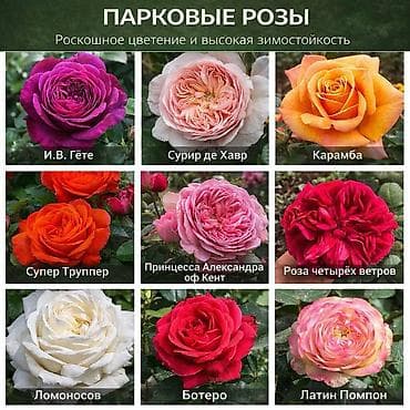 купить кустарники декоративные: Https://t.me/blooming_garden_kg Редкие и эффектные декоративные — 4