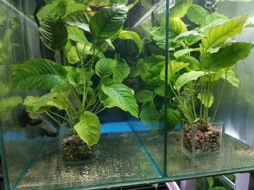 форель купить в бишкеке: Анубиасы. Гигантские анубиасы. Аквариумные растения. Есть и другие — 9