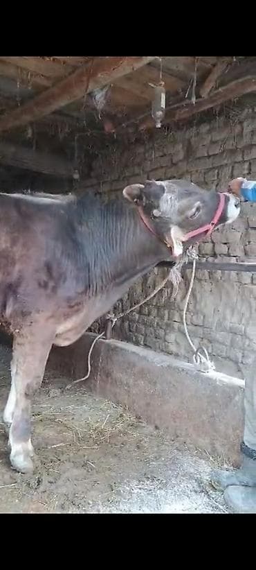 Продаю | Бык (самец) | Привязанные