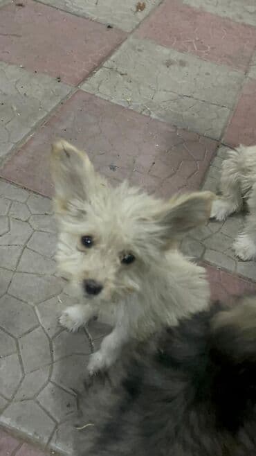 Ковролин: 3 месяца, Самец — 5