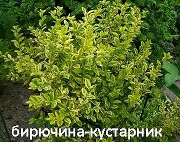 крестовник роули: Садовые растения - кустарники ( вейгела пестролистная, рябинник — 7