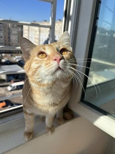 Продажа кошек: Кошка даром: Беспородная, 1 год, Мальчик, Приучена к лотку — 2