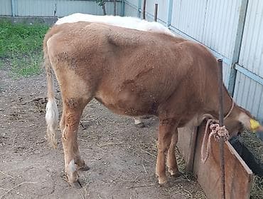 куна: Продаю | Корова (самка), Тёлка, Музоо, торпок | Алатауская | Для разведения — 4