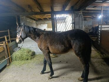 Аквариумы: Продаю | Жеребец | Рабочий — 3