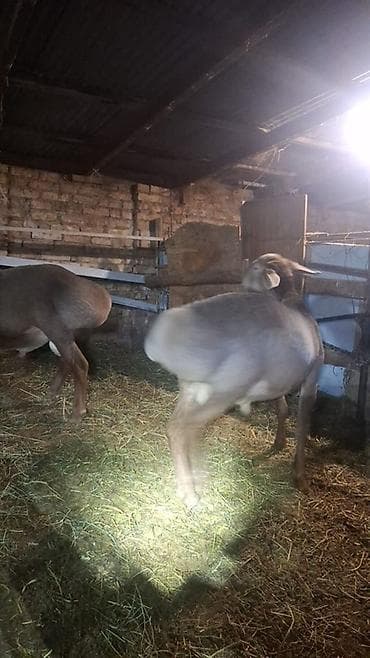 canada goose: Продаю | Овца (самка) | Для разведения | Матка — 7