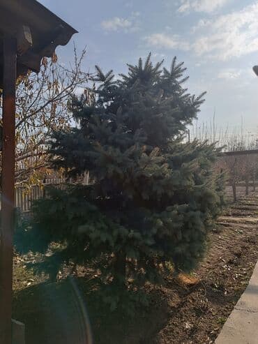 где купить семена павловнии: Саженцы деревьев: Ели — 1