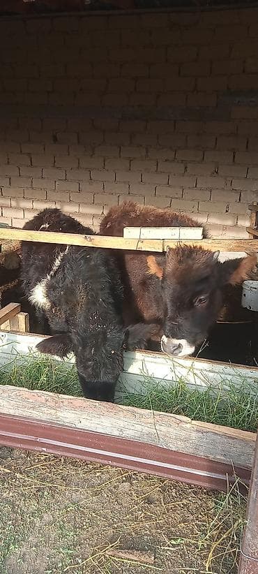 каровы: Продаю | Корова (самка) | Для разведения — 1