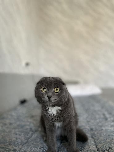 ош кошка: Скотиш Фолд (Шотландская вислоухая), 4 месяца, Девочка, Серый, Приучена к лотку — 4