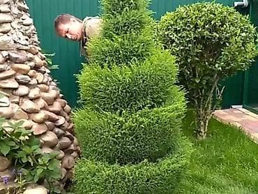 куйуп: Стрижка. Все услуги садовника — 2