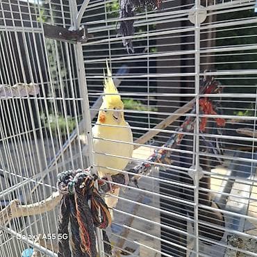 сибирская кошка: 🦜 Попугаи корелла в продаже Продаются 2 кореллы: ✔ Одному — 2 года ✔ — 6