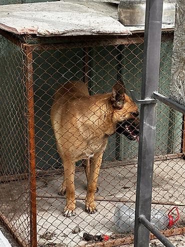 коне корсо: Собака охранной порода бельгийскую овчарку/малинуа). Основные — 2