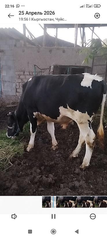 кой сойу: Продаю | Бык (самец) | Голштин | Для разведения | Привязанные — 2