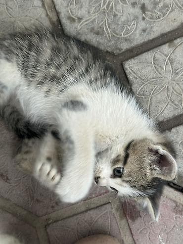 кошки продаются очень бесплатно: Котята мальчишки и одна девочка Отдадим в добрые руки ДОСТАВИМ по — 4