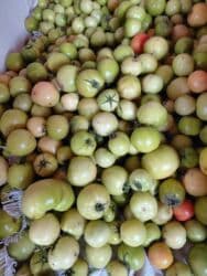 картошка ривьера цена: Помидоры Оптом — 1