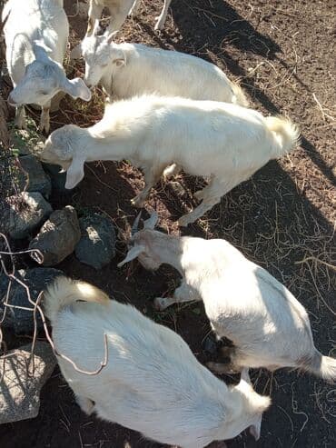 домик для собаки: Сатам | Эчки (ургаачы) | Заанен | Сүт алуу үчүн — 1