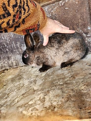 Крысы: 7 месяцев 3.200 кг самец — 3