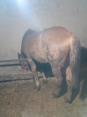 Линолеум: Продаю | Кобыла (самка) | На забой — 1