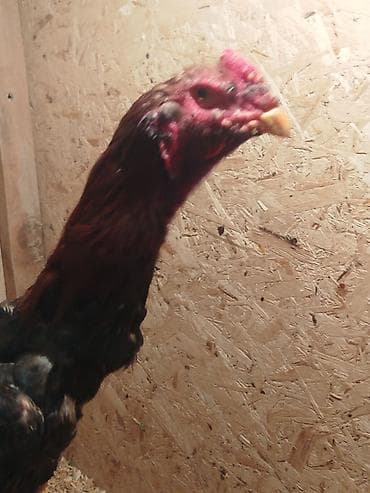 грузовые шины в бишкеке: Электровелосипед, Б/у — 2