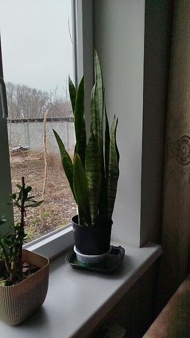 Декор для дома и сада