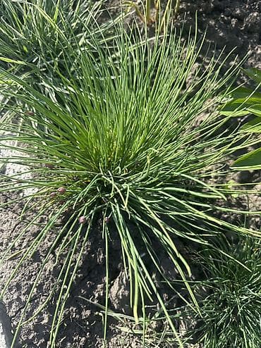 автомойка жумуш: Продаю луковицы тюльпанов, после выгонки! И садовые растения : пионы — 8