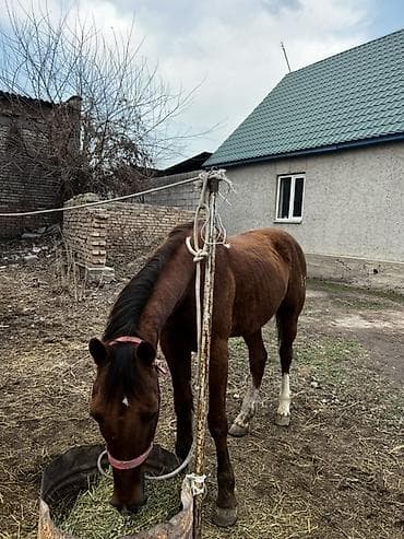 Кошки: Продаю | Конь (самец) | Рабочий — 1