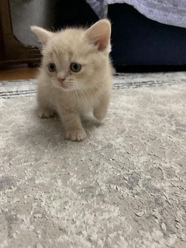 шатландские кошки: Котята шотландские вислоухие приученные к лотку — 2