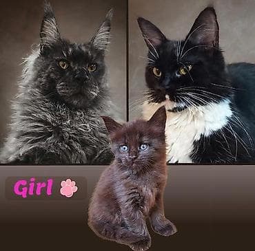 сиямские котята: Предоставляются к бронированию крупные котята породы мейн-кун от — 4