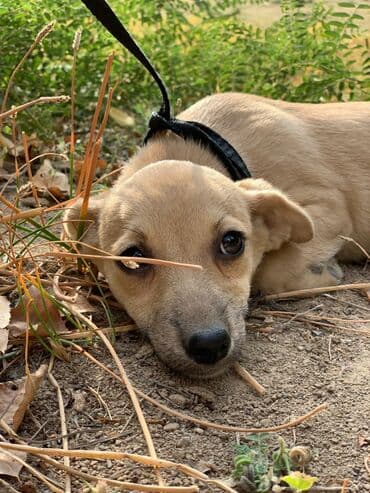питомники собак бишкек: Отдадим в хорошие руки. Два мальчика и девочка. Прививки поставлены,от — 3
