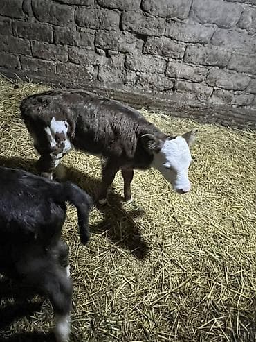 продаю бычки: Продаю | Музоо, торпок | На откорм — 5