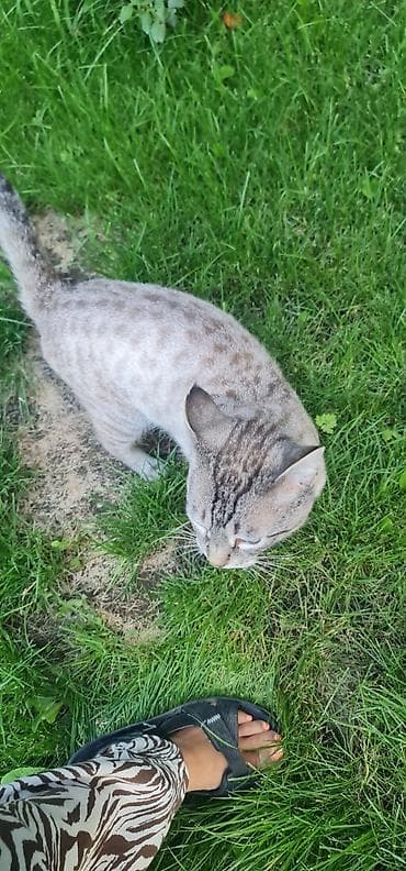 scottish fold: Домашний котик, которого выбросили на улицу, с короткой шерстью и — 2