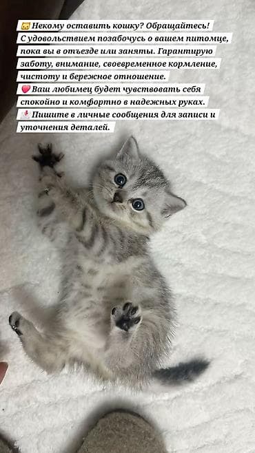 отстрел собак: 🐱 Некому оставить кошку? Обращайтесь! С удовольствием позабочусь о — 1