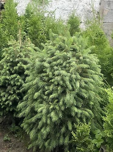 купить самшит: Все виды хвойных растений🌲 •Голубые, зелёные, тянь-шаньские ели •Туи — 2
