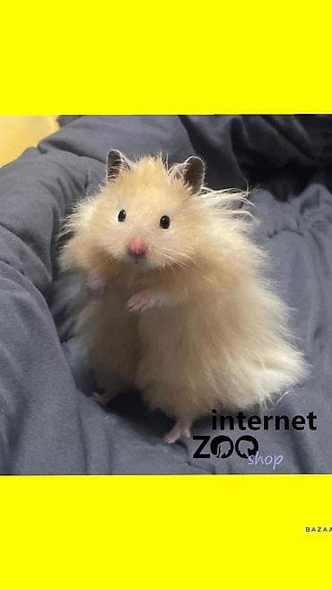 Другие животные: Продаются хомячки джунгарские, сирийские, ангорские пушистые хомячки — 10