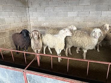 Үй жаныбарлары үчүн товарлар: Сатам | Ургаачы кой (ургаачы) | Көбөйтүү үчүн | Асыл тукумдуу — 6