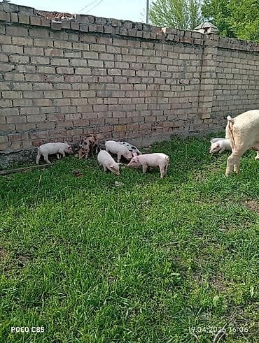 яйца перепелки: Продаю | Поросенок | На забой — 4