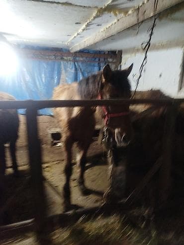 тай лошадь: Продаю | Жеребец | Рабочий — 3