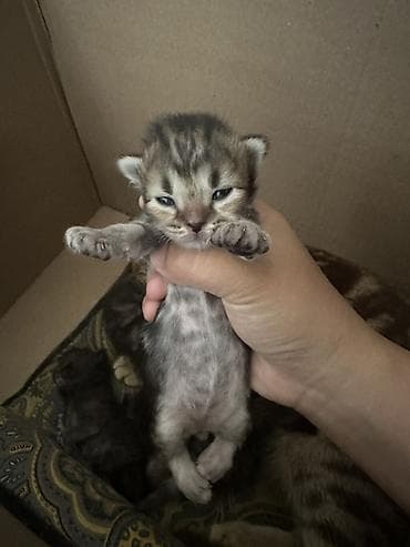 Үй жаныбарлары: Котята - Возраст: совсем малыши, только открыли глазки. - Окрас: - — 2