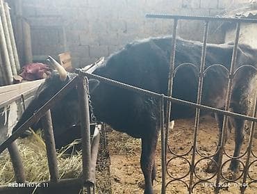 для коровы: Продаю | Корова (самка) | Бельгийская — 2