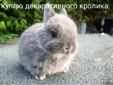 дом кролика: Милый декоративный кролик, идеально подходящий для содержания в — 1