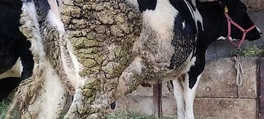 узи для животных цена: Продаю | Корова (самка) | Полукровка | Для разведения — 2