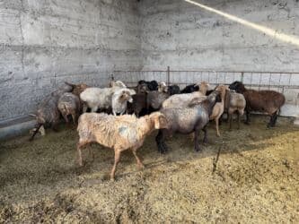 где можно купить овец гиссарской породы: Продаю | Овца (самка), Ягненок, Баран (самец) | Арашан, Гиссарская, Долан | Для разведения, Для шерсти, На забой | Матка, Кастрированные, Котные — 3