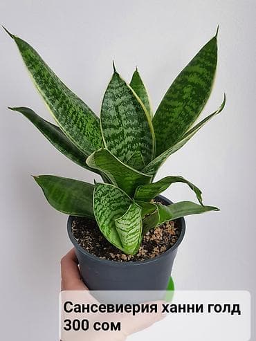 некая: Цветы в ассортименте
Цена и название на фото — 8