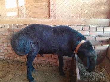 алабай в добрые руки: Продаю | Баран (самец) | Арашан | Для разведения | Племенные — 1