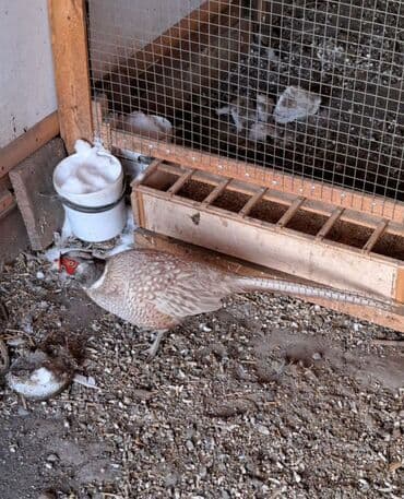 седоголовый щегол: Продам фазанов — 1