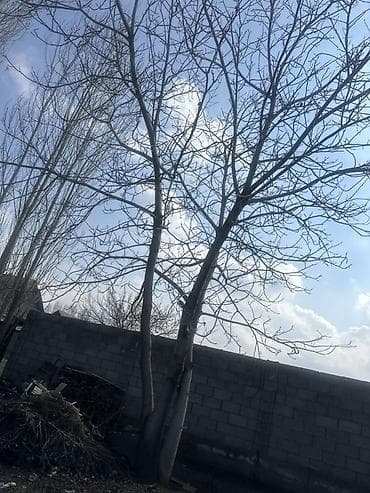 Дерево (вероятно тополь/ива) крупного размера для ландшафта или на