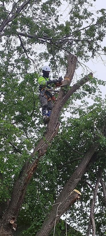 резка костей: Спил Деревьев Удаление деревьев, - Профессиональная валка деревьев — 2