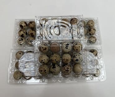 волнистые попугаи с клеткой: Перепелиные яйца: Перепелиные яйца в лотке: (Есть 12 штучный лоток и — 3